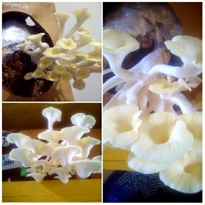 A Day to Remember Filosofi Hidup Jamur